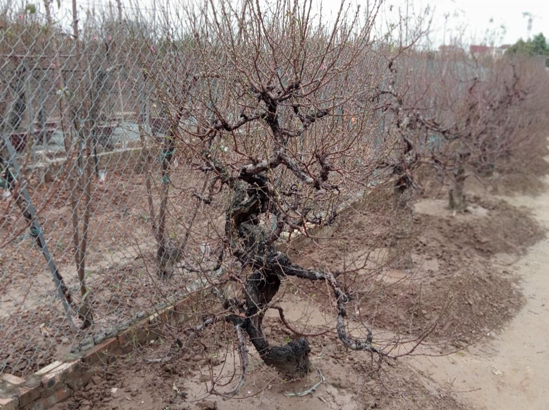 The Art, Science, and Magic of Nhat Tan's Dao Trees