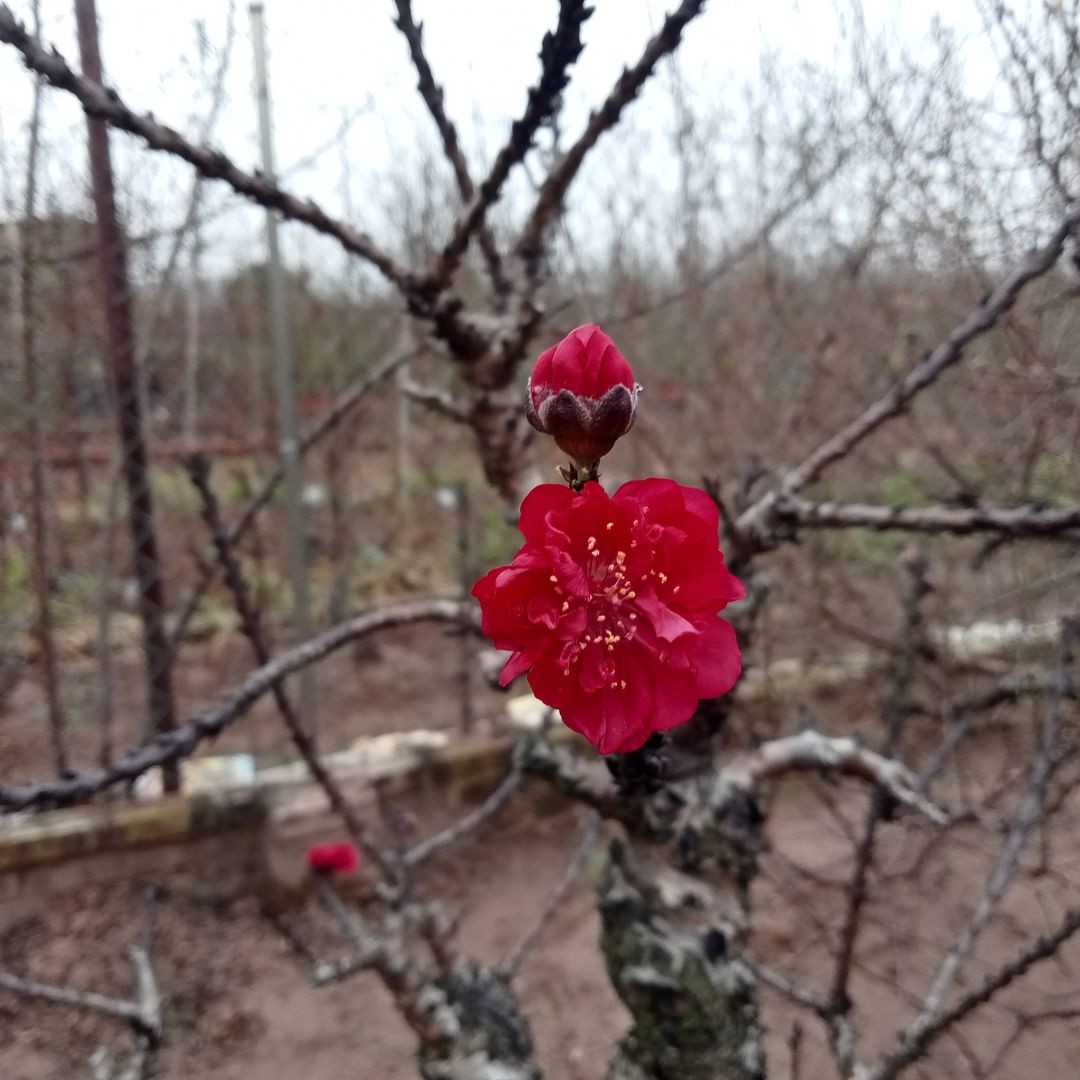 The Art, Science, and Magic of Nhat Tan's Dao Trees