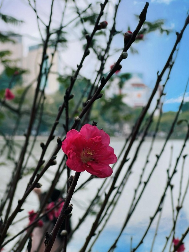 Activities that Local Vietnamese Do For Tet