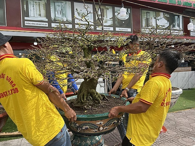 An apricot tree for sale.