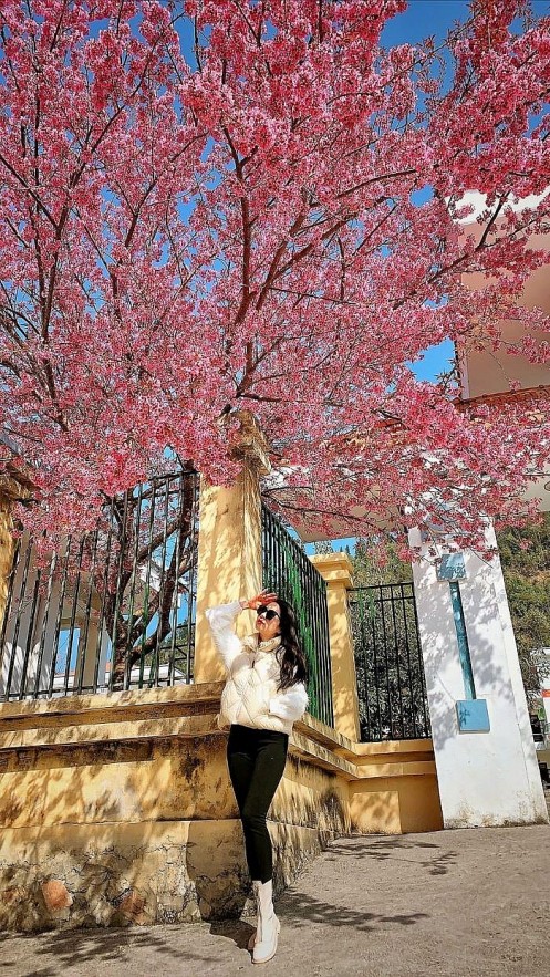 Cherry Blossoms in Ha Giang: A One of A Kind  Natural Wonder