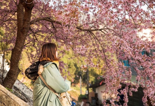 Cherry Blossoms in Ha Giang: A One of A Kind Natural Wonder