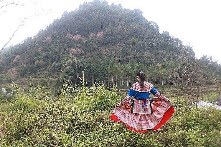 Bac Ha White Plateau Covered with Spring Flowers