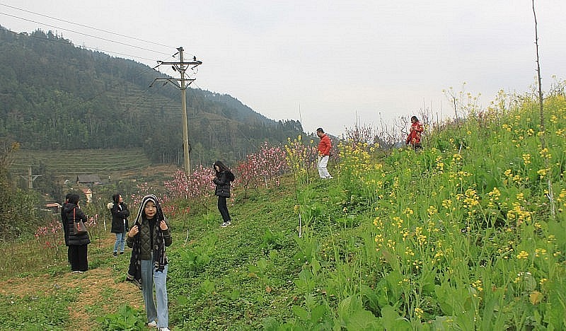 Bac Ha White Plateau Covered with Spring Flowers