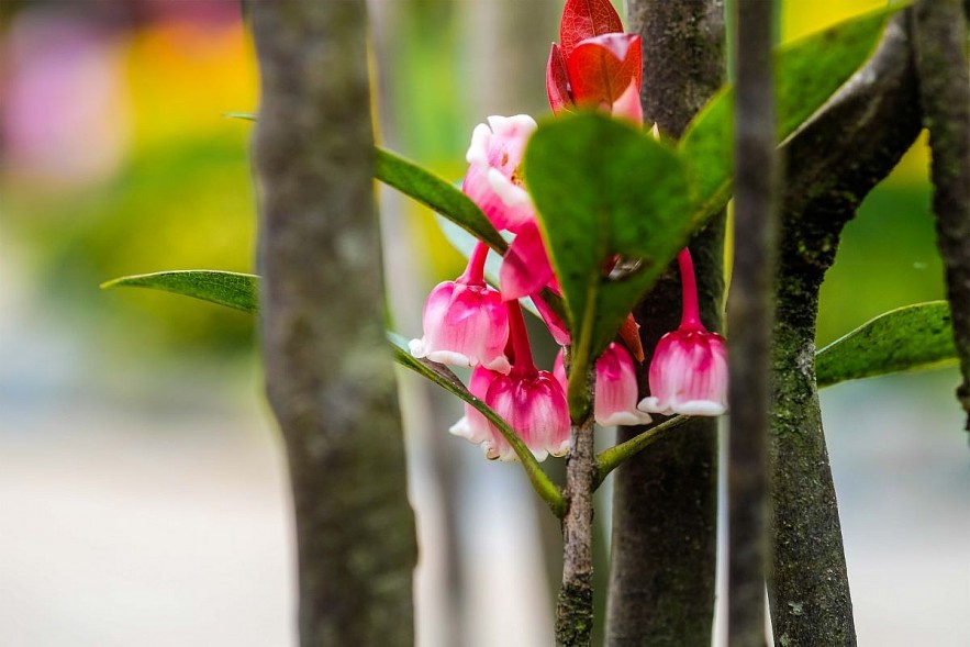 The Rare Beauty of Bellflower Cherry on Ba Na Peak