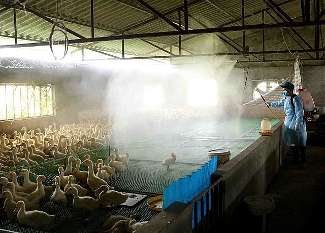 Veterinary staff disinfects a poultry farm in Phú Vinh Village, Phú Nghĩa Commune, Chương Mỹ District in Hà Nội. VNA/VNS Photo Vũ Sinh