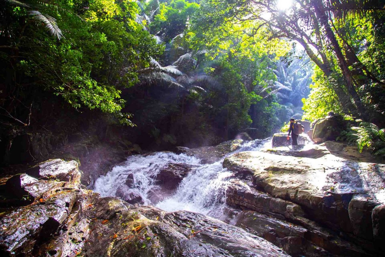 The photo of sunlight passing through the old forest creates a beautiful scene. Photo: Netin