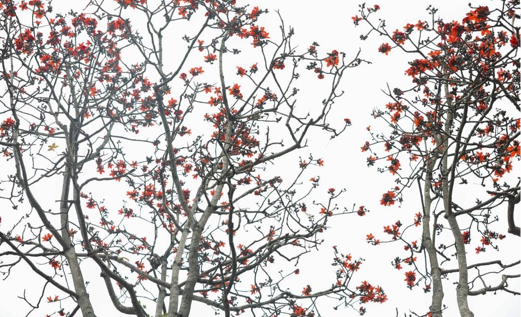 Red Silk-Cotton Flowers in Full Bloom at Hanoi's Thousand-Year-Old Pagoda