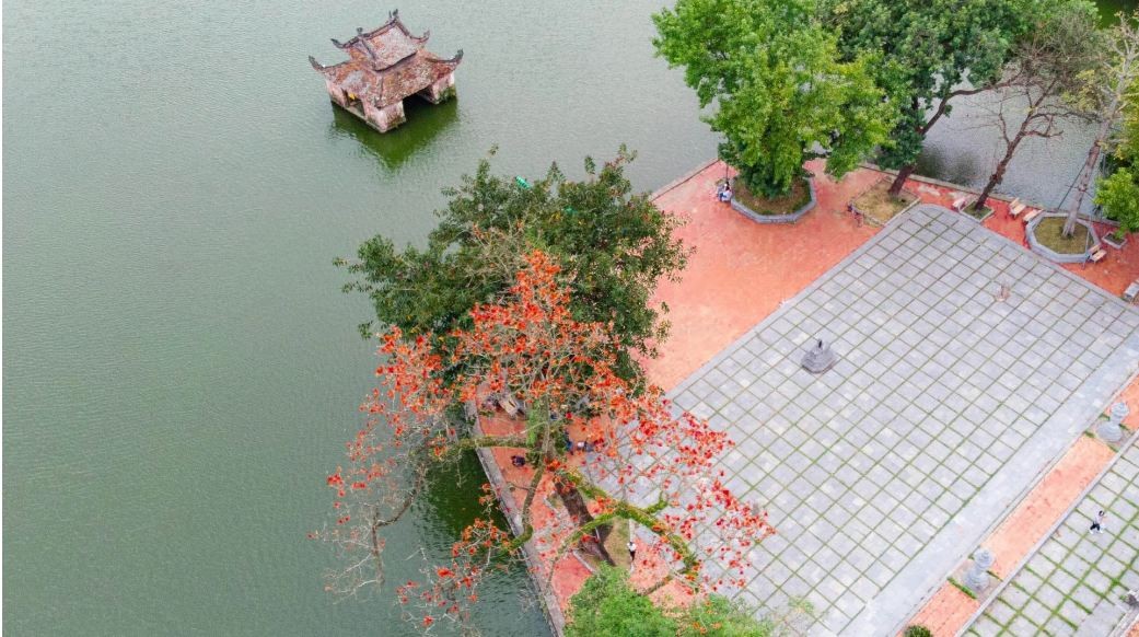 Red Silk-Cotton Flowers in Full Bloom at Hanoi's Thousand-Year-Old Pagoda
