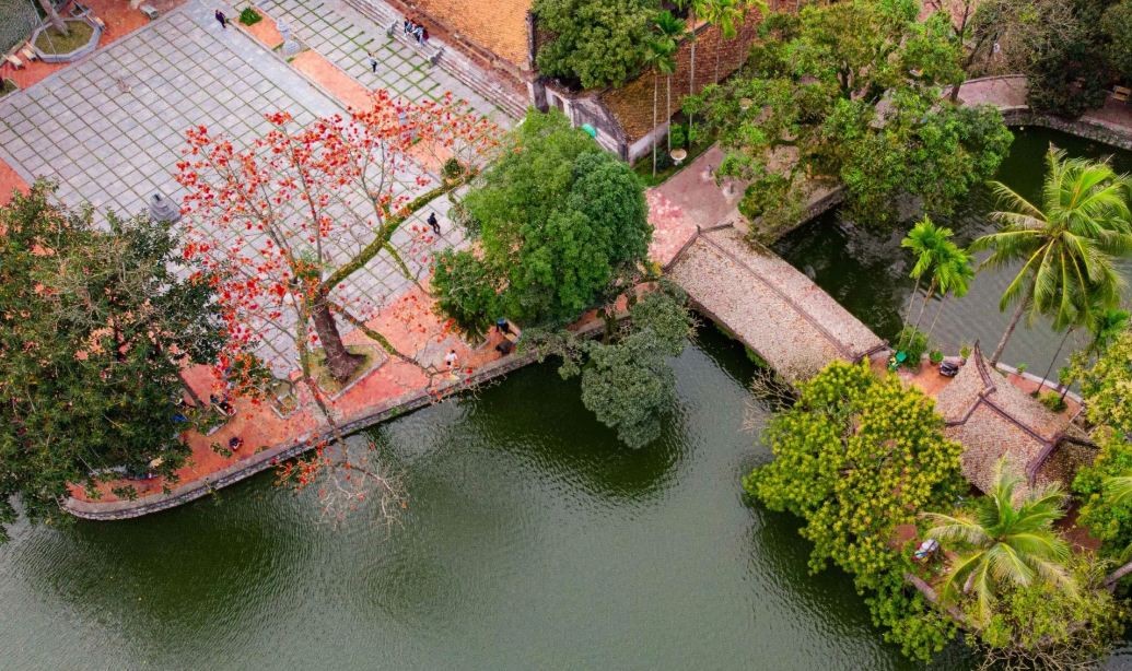 Red Silk-Cotton Flowers in Full Bloom at Hanoi's Thousand-Year-Old Pagoda