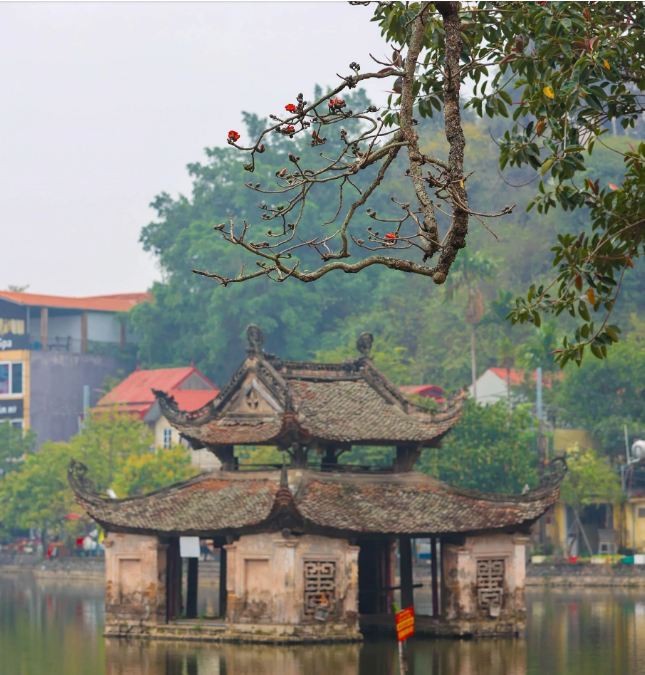 Red Silk-Cotton Flowers in Full Bloom at Hanoi's Thousand-Year-Old Pagoda