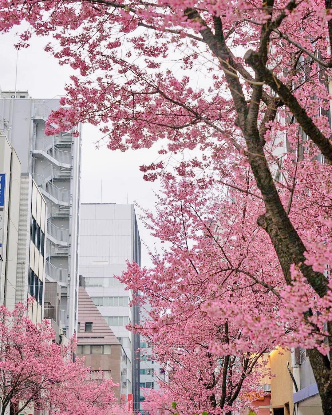 Cherry blossom in Ginza (Tokyo) (Photo: Truong Giang Nguyen) Cherry blossom in Ginza (Tokyo) (Photo: Truong Giang Nguyen)