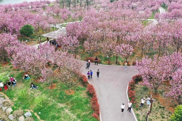 [Photo] Cherry Blossom Peak Bloom Arrives worldwide