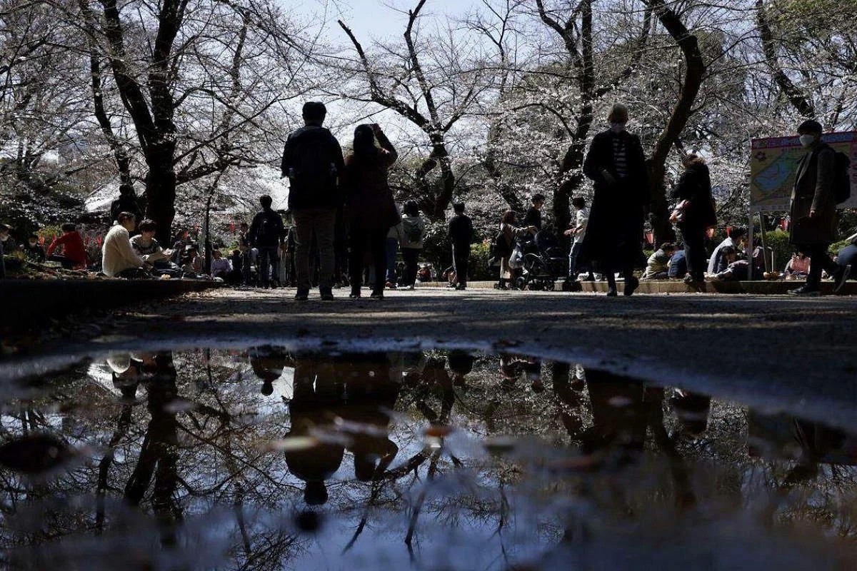 Cherry trees in bloom at Ueno Park in Tokyo, Japan, on March 19, 2023. PHOTO: BLOOMBERG Cherry trees in bloom at Ueno Park in Tokyo, Japan, on March 19, 2023. PHOTO: BLOOMBERG