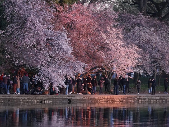 [Photo] Cherry Blossom Peak Bloom Arrives worldwide