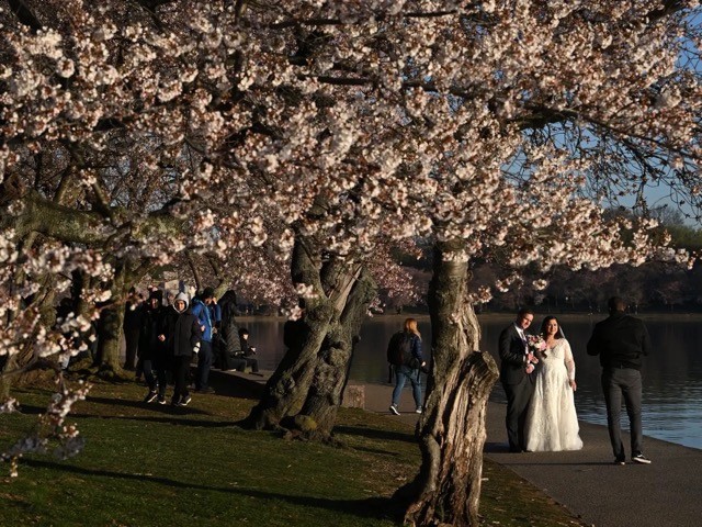 [Photo] Cherry Blossom Peak Bloom Arrives worldwide