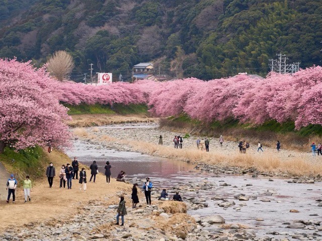 People enjoy early blooming Kawazu cherry blossoms in Kawazu, Japan, on February 24, 2023. Zhang Xiaoyu/Xinhua/Getty Images People enjoy early blooming Kawazu cherry blossoms in Kawazu, Japan, on February 24, 2023. Zhang Xiaoyu/Xinhua/Getty Images