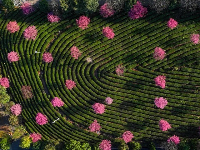 [Photo] Cherry Blossom Peak Bloom Arrives worldwide