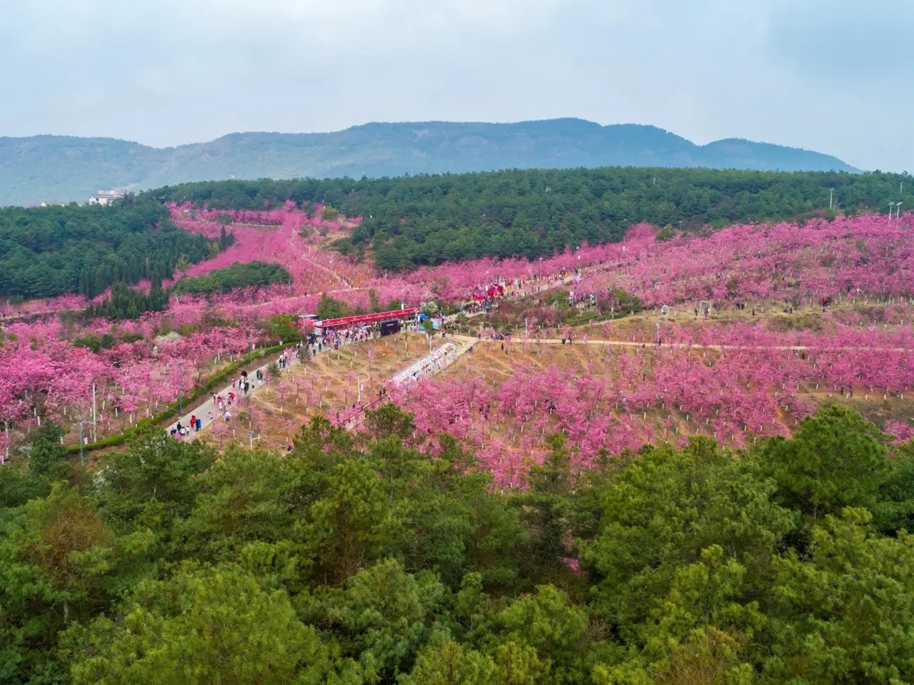 [Photo] Cherry Blossom Peak Bloom Arrives worldwide