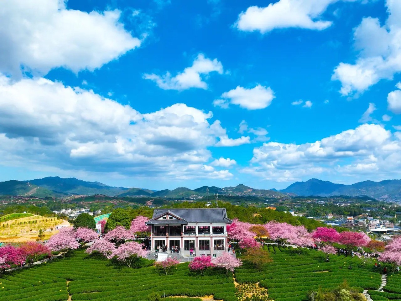 [Photo] Cherry Blossom Peak Bloom Arrives worldwide