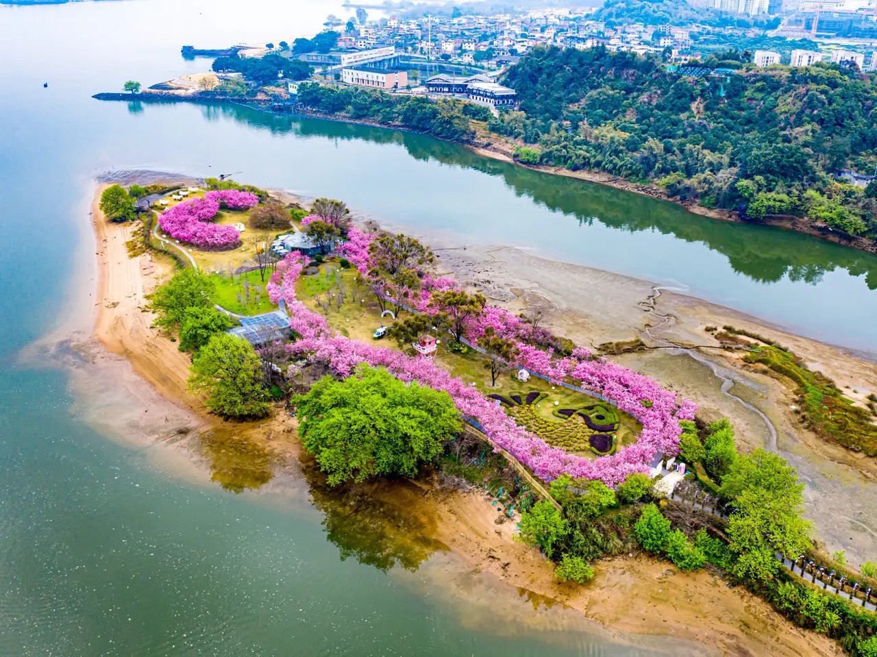 [Photo] Cherry Blossom Peak Bloom Arrives worldwide