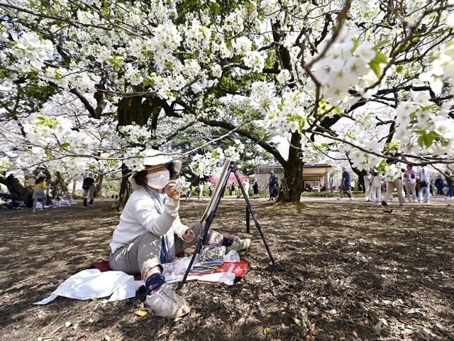 [Photo] Cherry Blossom Peak Bloom Arrives worldwide