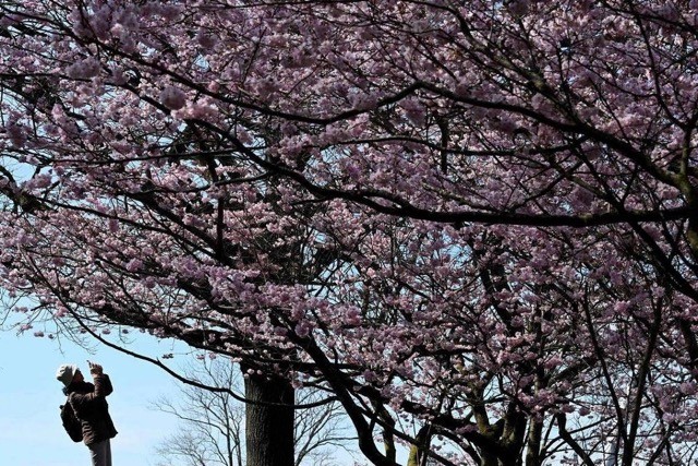 [Photo] Cherry Blossom Peak Bloom Arrives worldwide