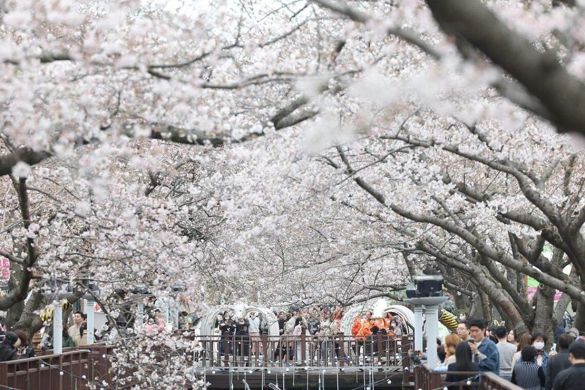 [Photo] Cherry Blossom Peak Bloom Arrives worldwide