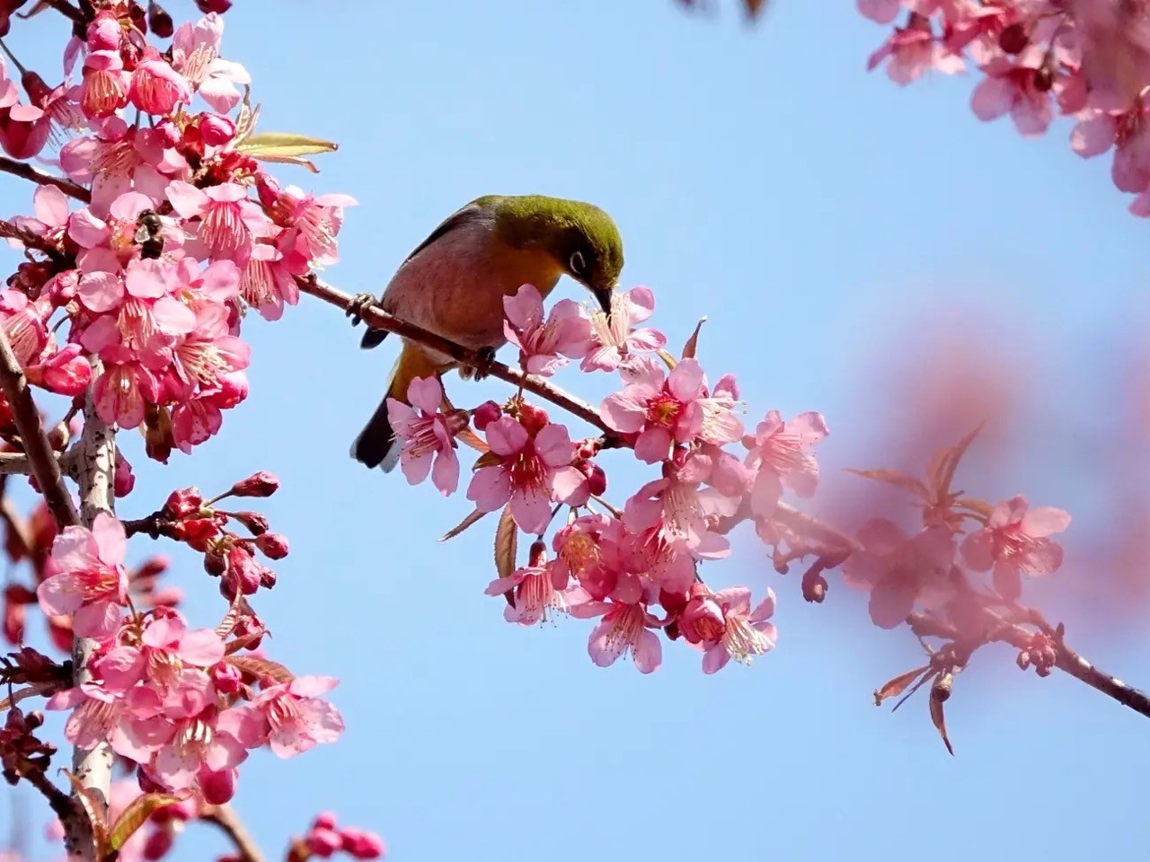 [Photo] Cherry Blossom Peak Bloom Arrives worldwide