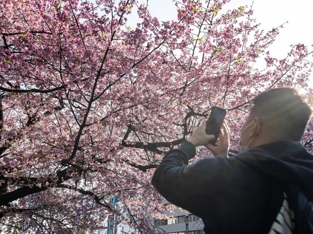 A man in Ueno Park, Tokyo, takes a photo of the early cherry blossoms on March 14, 2023. RICHARD A. BROOKS/AFP via Getty Images A man in Ueno Park, Tokyo, takes a photo of the early cherry blossoms on March 14, 2023. RICHARD A. BROOKS/AFP via Getty Images
