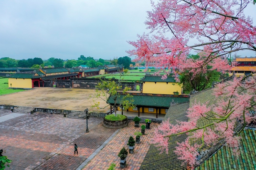 Stunning Firmiana Simplex Flower Bloom in Hue Imperial Citadel