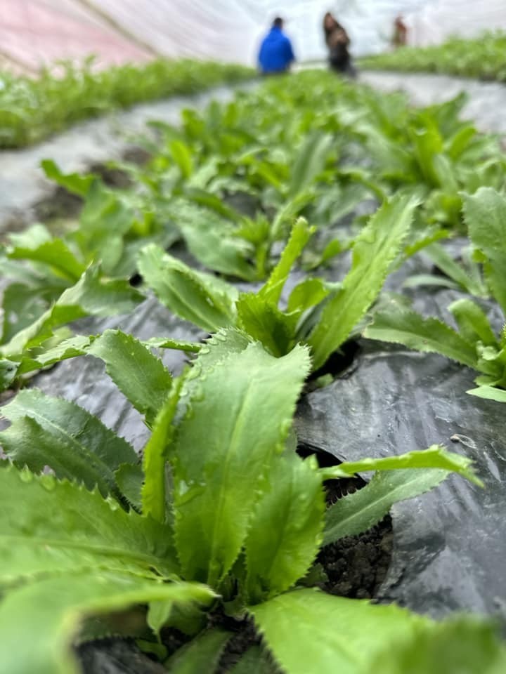 A Japanese to Grow Clean Vegetables for Vietnamese Trainees