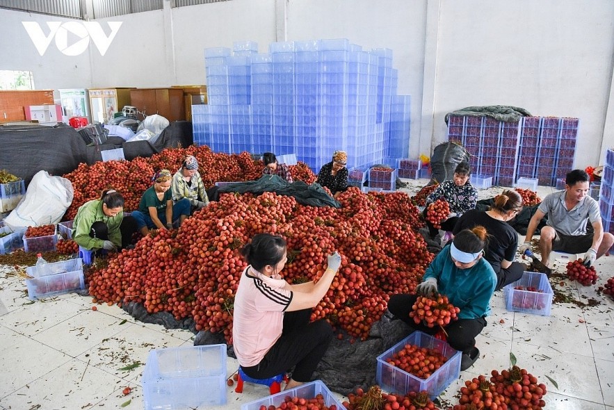 Sorting out lychee for local consumption and export.