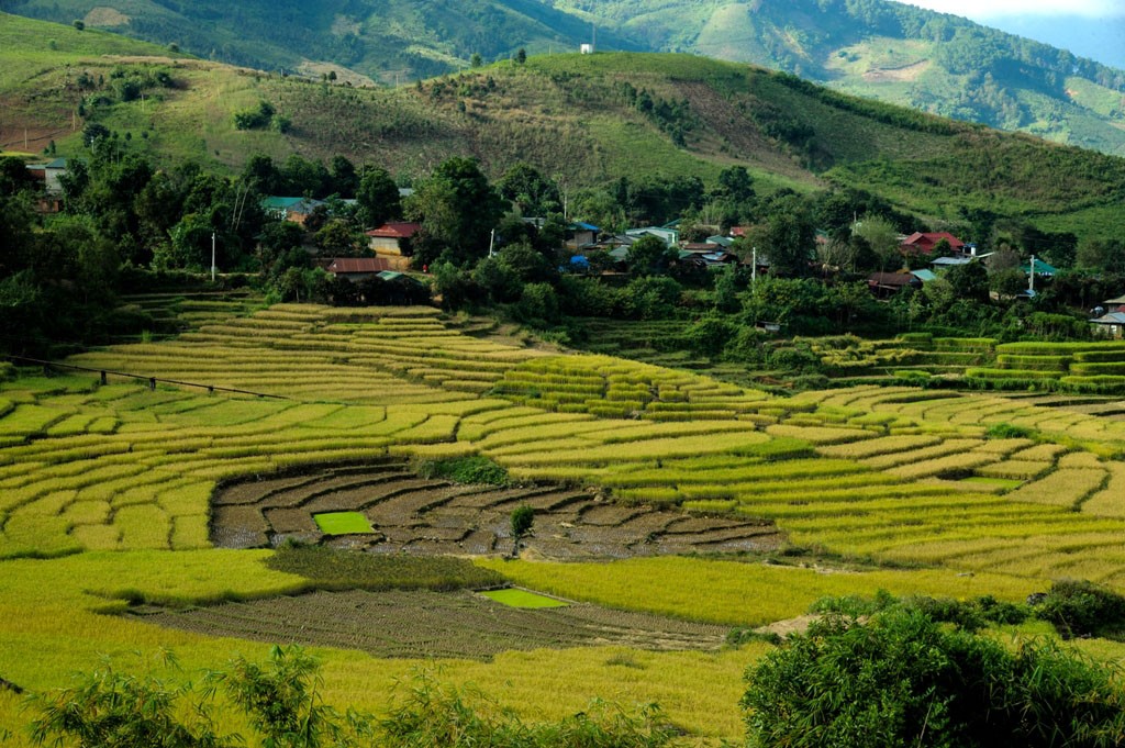 The golden rice season in the field of Long Tum village. Photo: Huy Dang