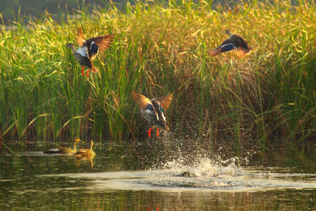 Indian spot-billed duck. Photo: Vu Bich Cuong