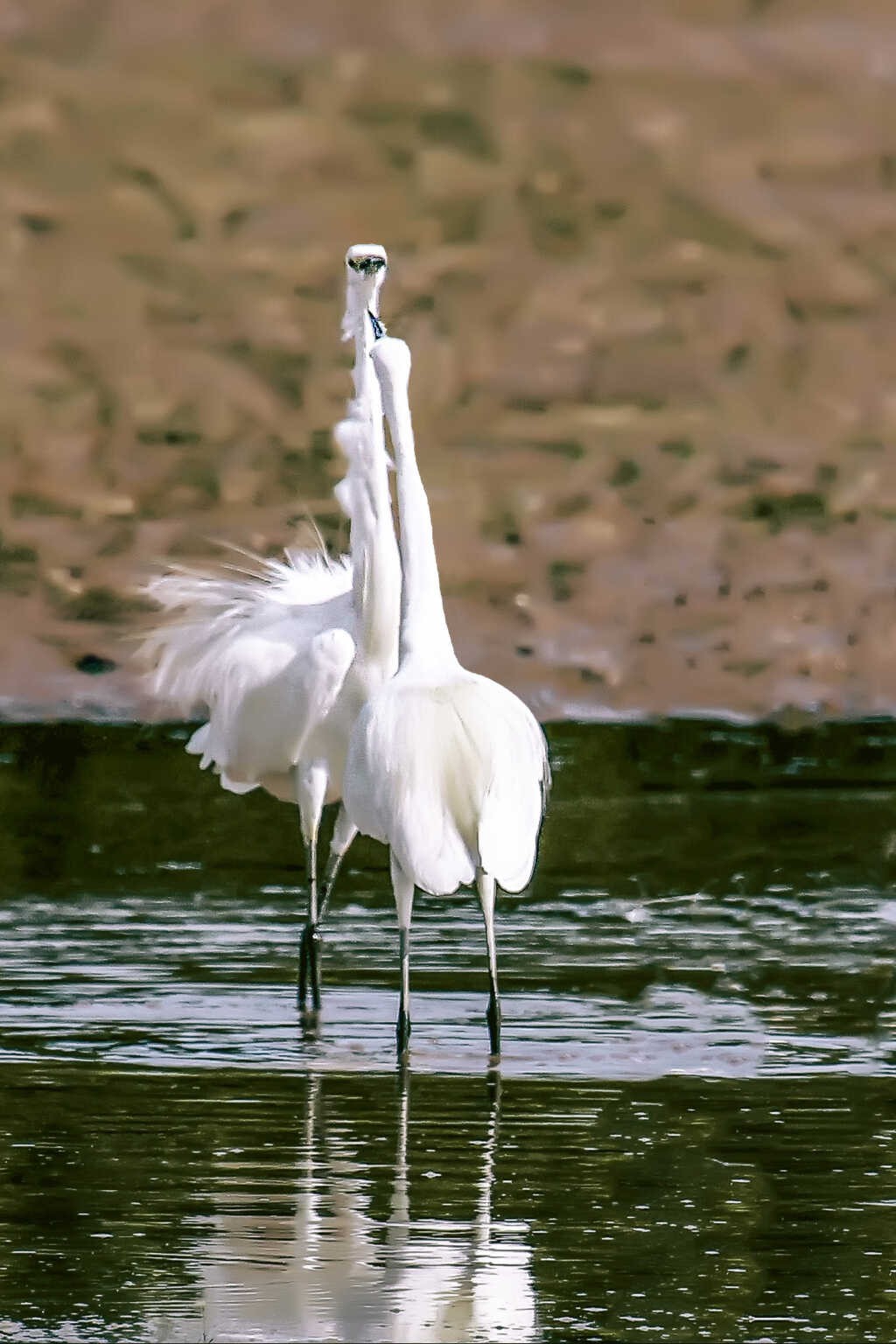 A pair of herons. Photo: Vu Bich Cuong 