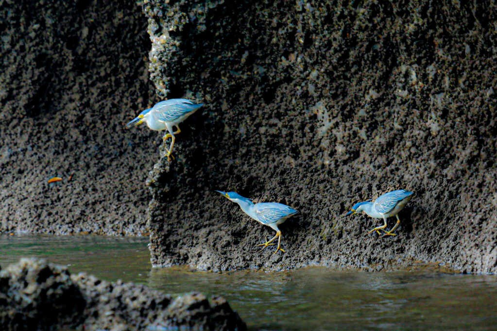 Ha Long Striated heron. Photo: Vu Bich Cuong