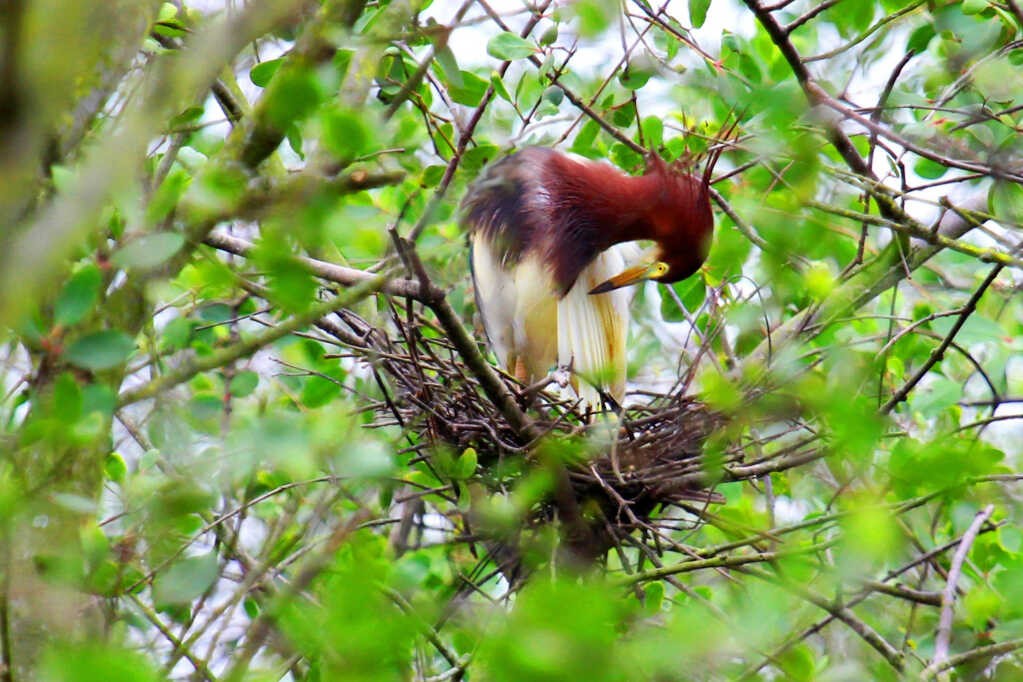 Chinese pond heron. Photo: Vu Bich Cuong 
