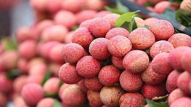 Vietnamese Lychee Available in US Market
