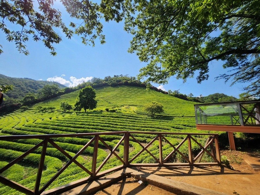Jeollanam province in the Republic of Korea possesses majestic nature along with various aspects of unique cultural heritages, meaning the area holds a distinct attraction to tourists. Photo: Nguyen Oanh