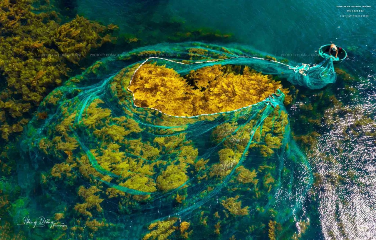 The fishermen working on the sea harvesting the sea moss. Photo: Hoang Duong 