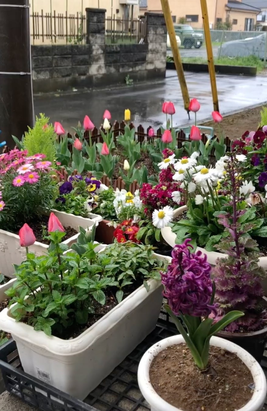 Before vegetables, Nguyen Luan planted a lot of flowers in his garden. Photo: Nguyen Luan 
