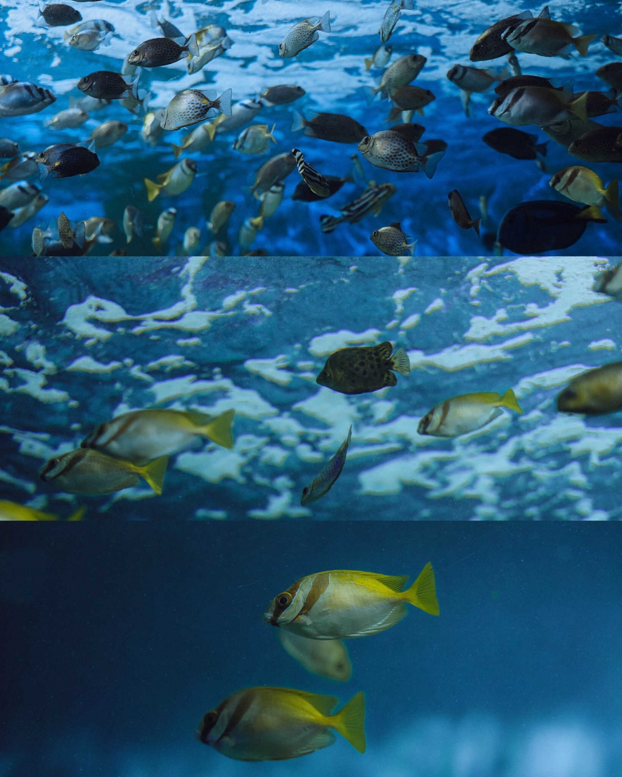 Visit The 100-Year-Old Oceanography Museum In Nha Trang