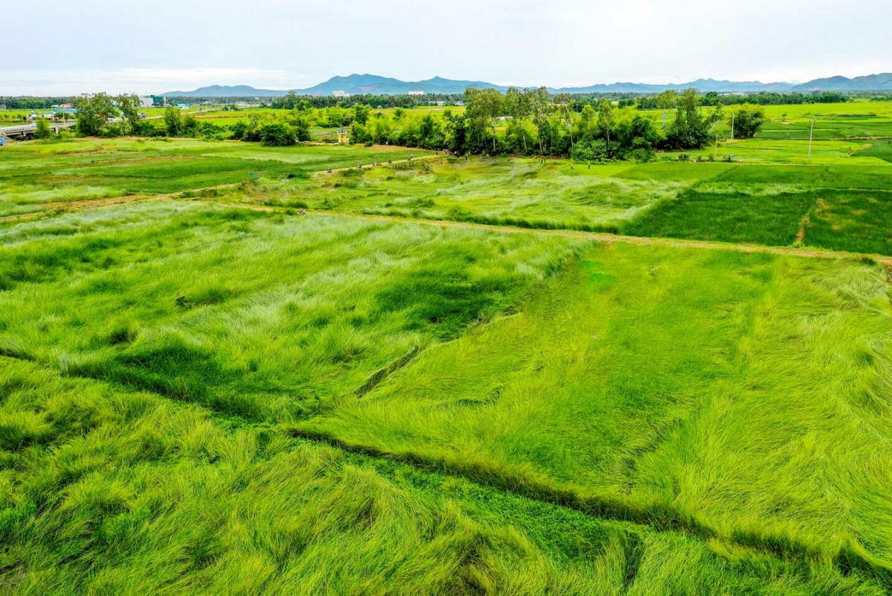 Explore The 200-Year-Old Sedge Mat Weaving Village In Binh Dinh