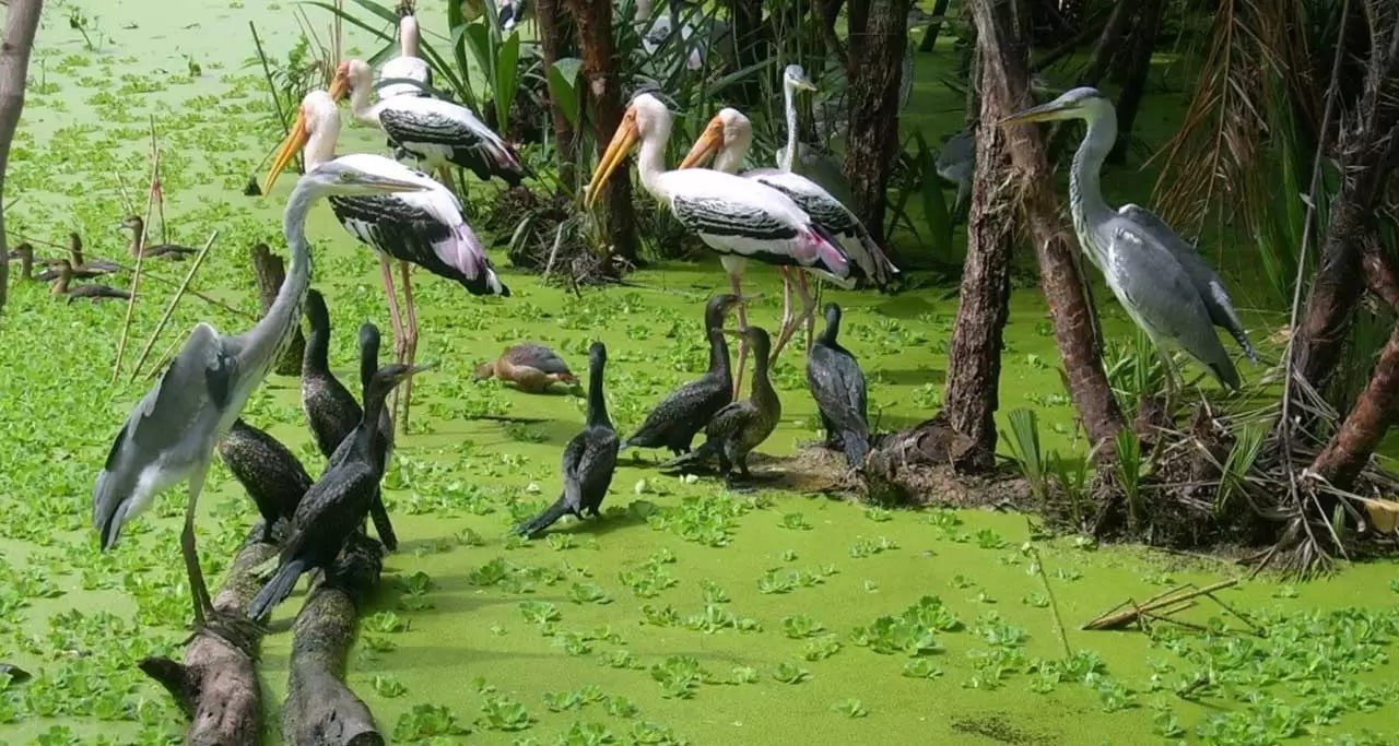 Tra Su Melaleuca Forest – The Fairytale Land Of Vietnam