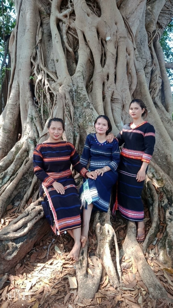 The 200-Year-Old Banyan Tree Unites The Jrai People