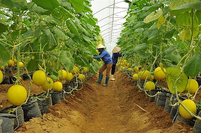 Vietnam, Japan Cooperate Toward Green Growth