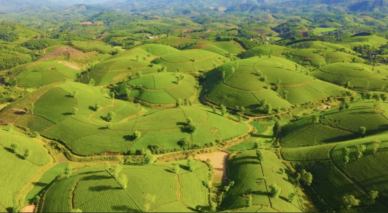 Explore The Unique Beauty Of Long Coc Tea Hill