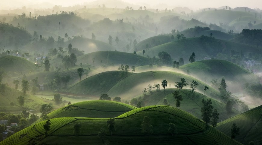 Explore The Unique Beauty Of Long Coc Tea Hill