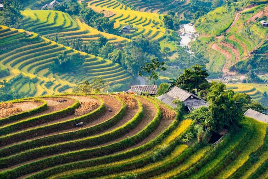 Explore The Beautiful Ripening Rice Season In Hoang Su Phi